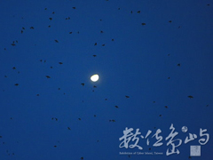 家燕聚集夜棲處飛翔-月光／賴鵬智 攝